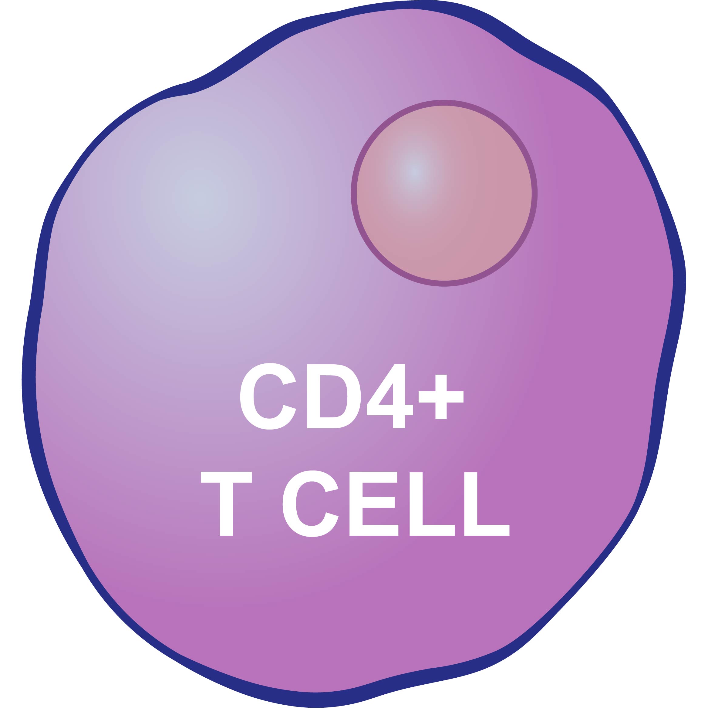 CD4+细胞