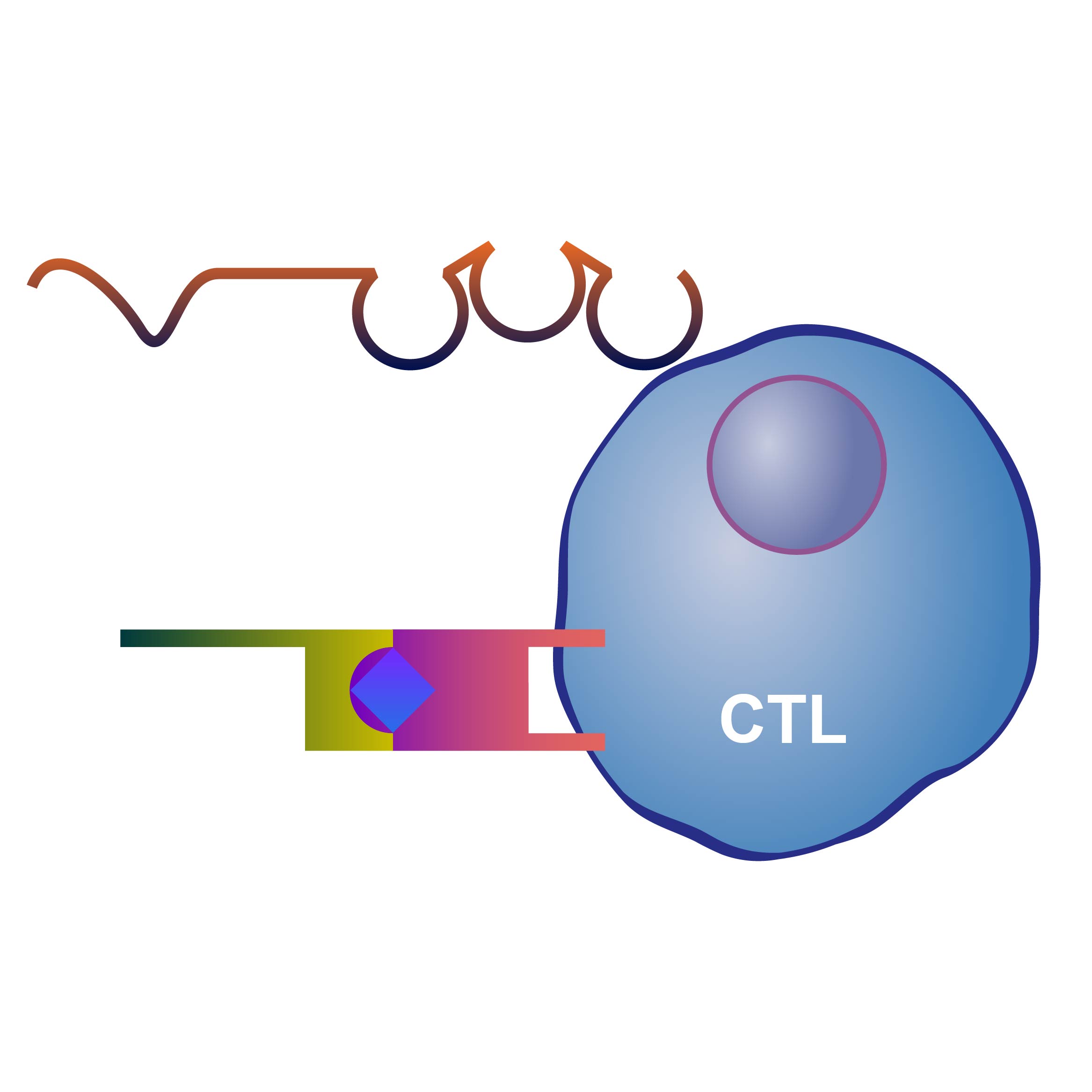 CTL细胞