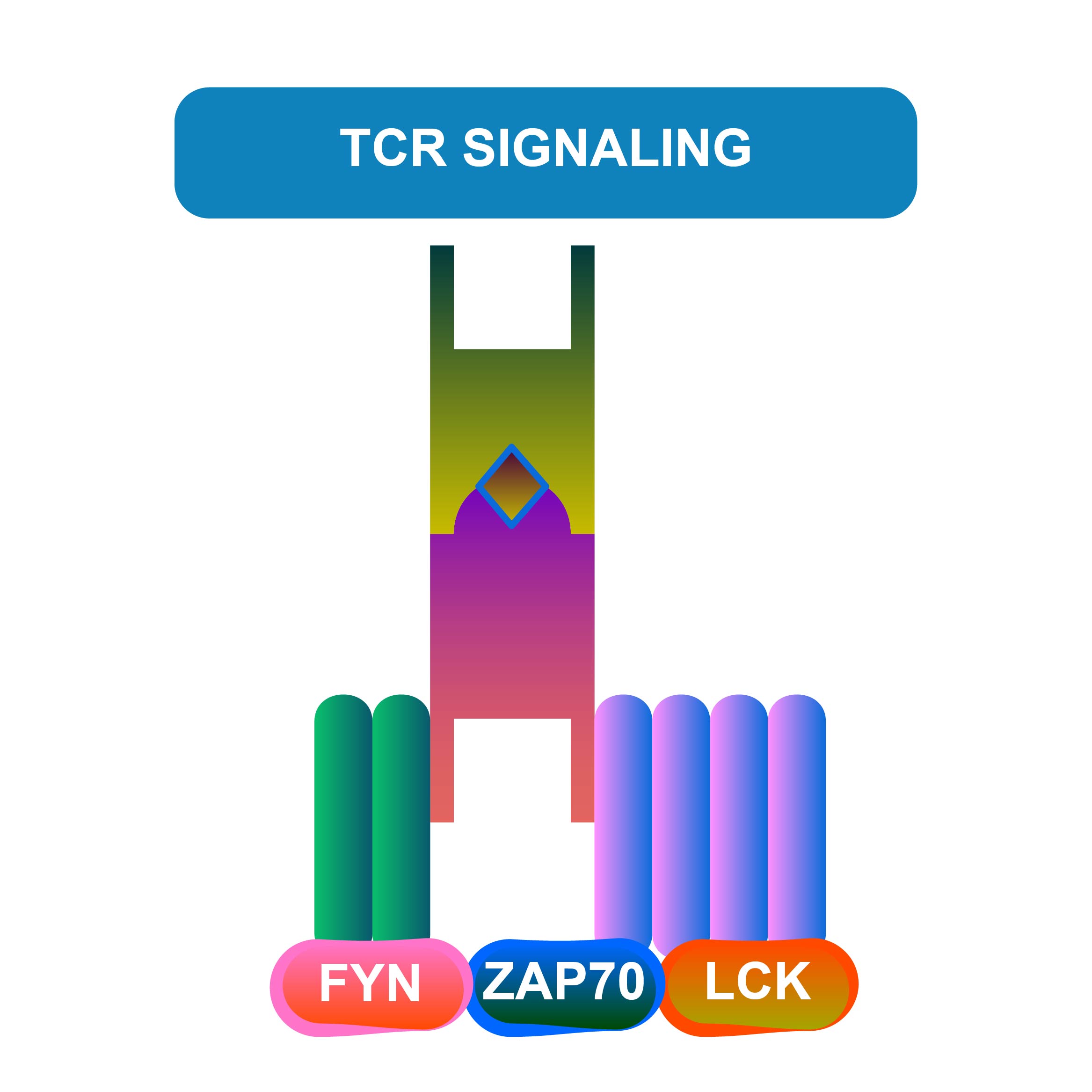 TCR信令